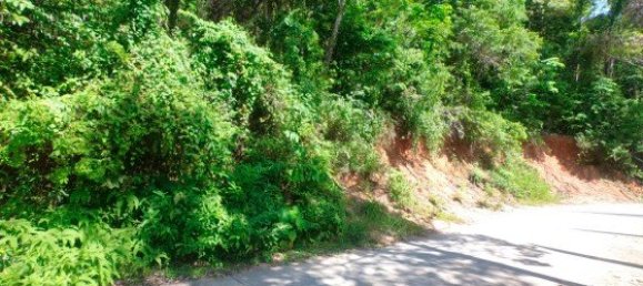 12000m² Commercial property in Bang Tao, Thailand No. 12586 12