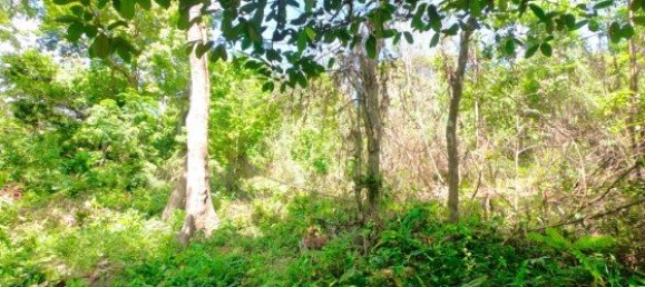 12000m² Commercial property in Bang Tao, Thailand No. 12586 9