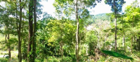 12000m² Commercial property in Bang Tao, Thailand No. 12586 5