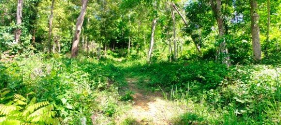 12000m² Commercial property in Bang Tao, Thailand No. 12586 4