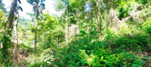 12000m² Commercial property in Bang Tao, Thailand No. 12586 7