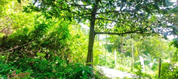 12000m² Commercial property in Bang Tao, Thailand No. 12586 11