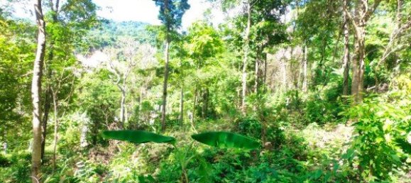 12000m² Commercial property in Bang Tao, Thailand No. 12586 10