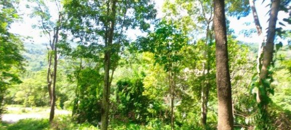 12000m² Commercial property in Bang Tao, Thailand No. 12586 8