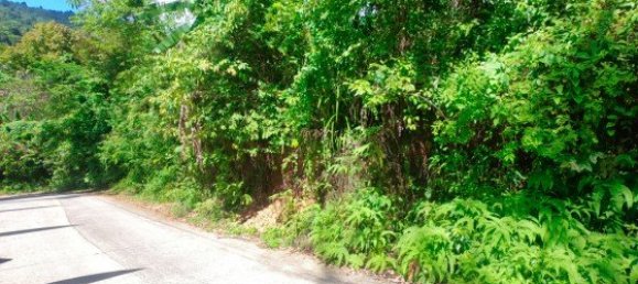 12000m² Commercial property in Bang Tao, Thailand No. 12586 3