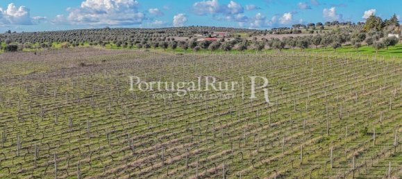 Земельный участок с 4 спальнями в Авиш, Португалия № 128593 4