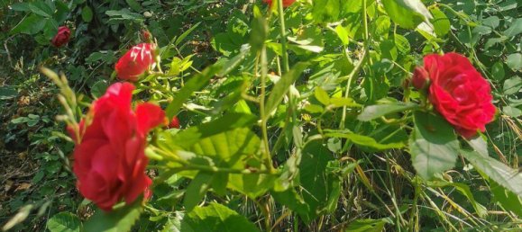 1-Zimmer Grundstück in Oder-Spree, Germany, Nr. 238448 7