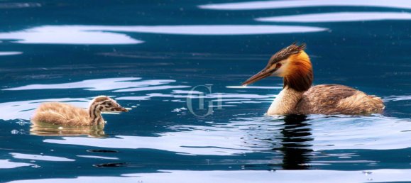 3 chambres Villa à Sirmione, Italy No. 123788 12