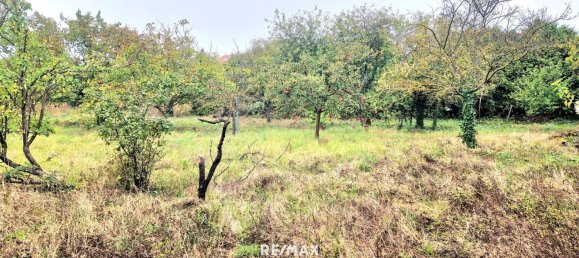 Terrain à Gols, Austria No. 224250 7