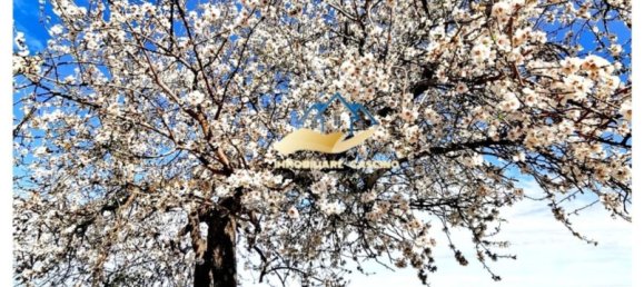 Villa de 5 dormitorios en Trabia, Italy No. 344412 5