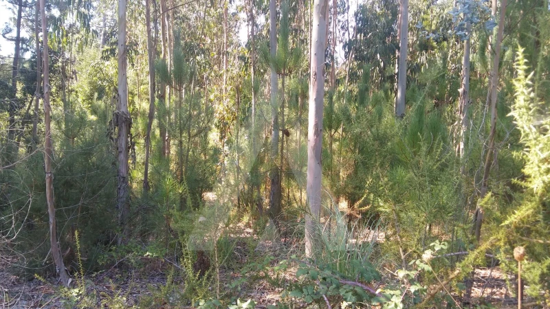  Land in Oia, Portugal No. 93214