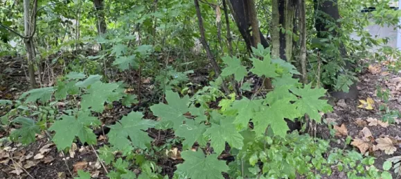 2 rooms House in Neudorf im Weinviertel, Austria No. 239158 24