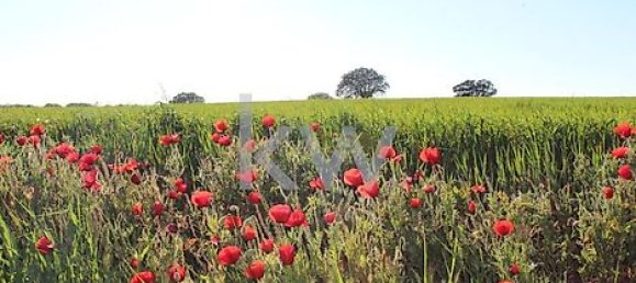 8 Schlafzimmer Haus in Beja, Portugal, Nr. 41708 29