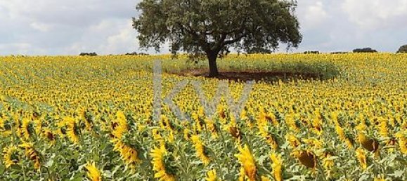 8 Schlafzimmer Haus in Beja, Portugal, Nr. 41708 28