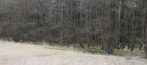 Grundstück in Vitis, Austria, Nr. 134646 6