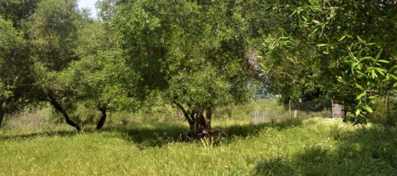 Hotel in Corfu, Greece 12044m², Nr. 4551 6