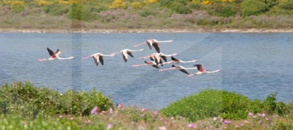 5غرفة فيلا في Manduria, Italy رقم 22430 36