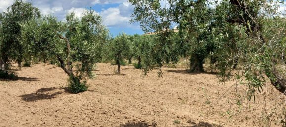 Terreno en Montemesola, Italy 8000 m² No. 252492 3