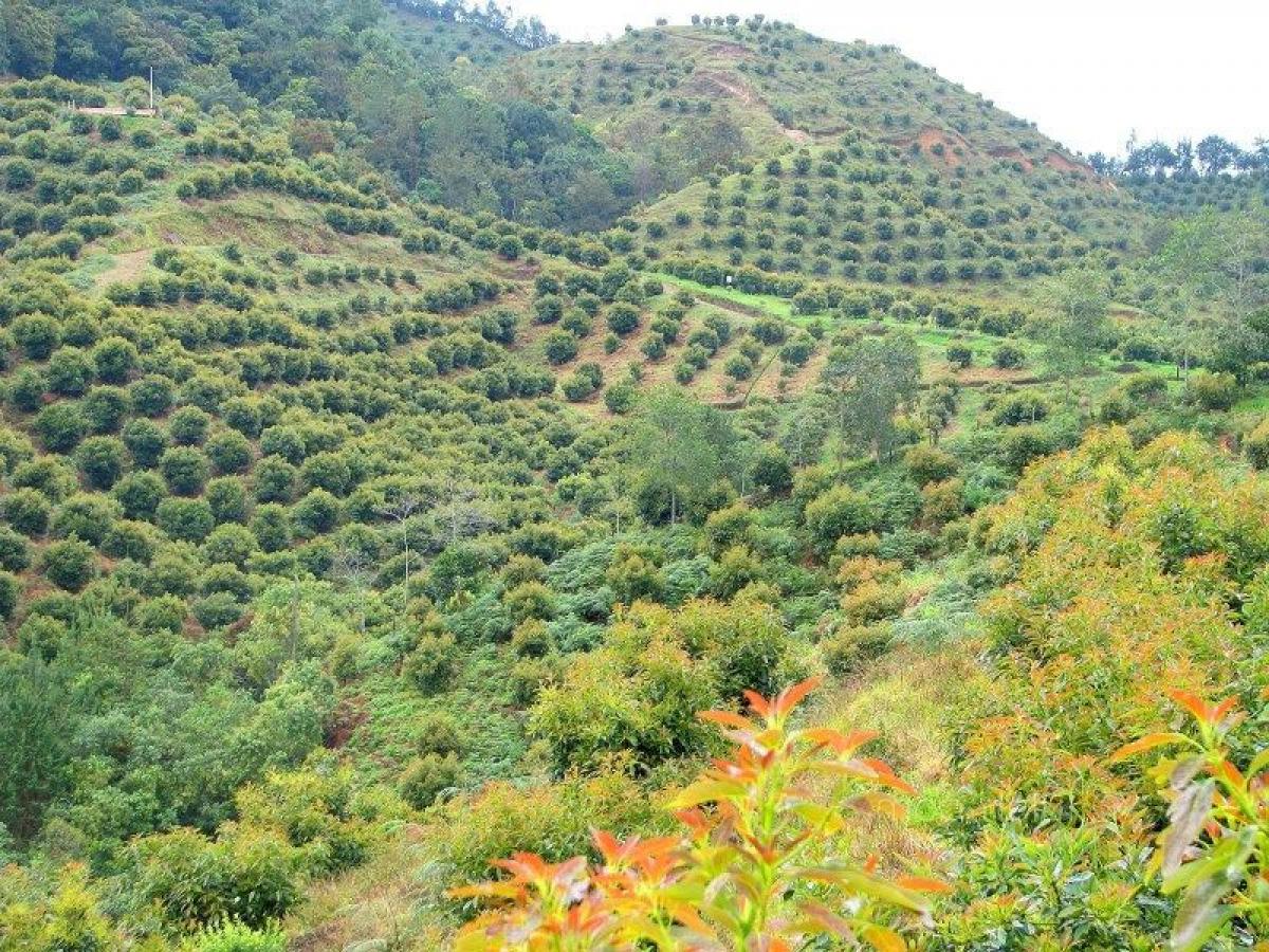  Land in Antioquia, Colombia No. 82