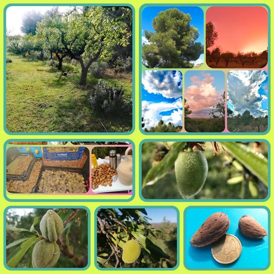 21000m² Land in Lleida, Spain No. 159814