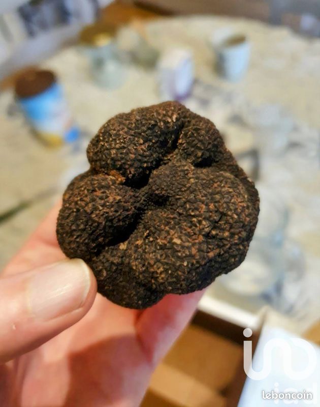 Terreno en Castelreng, France 15645 m² No. 96651