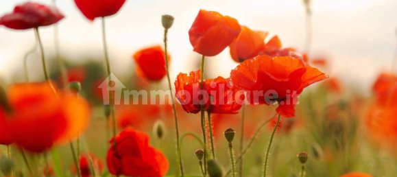 قطعة أرض في Comazzo, Italy 729متر مربع رقم 305974 14