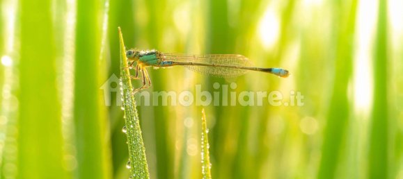 قطعة أرض في Comazzo, Italy 729متر مربع رقم 305974 16