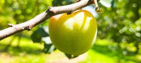 6غرفة منزل في Kottes-Purk, Austria رقم 222281 24