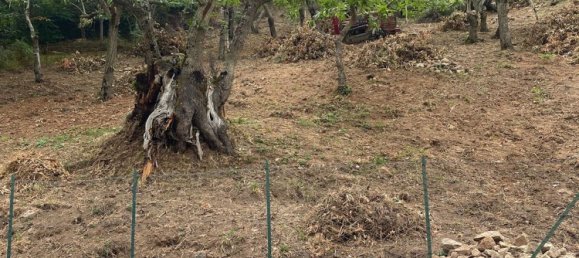  Land in Gioi, Italy No. 318444 14