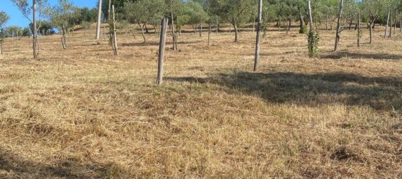  Land in Gioi, Italy No. 318444 15