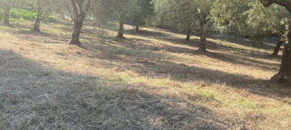  Land in Gioi, Italy No. 318444 19