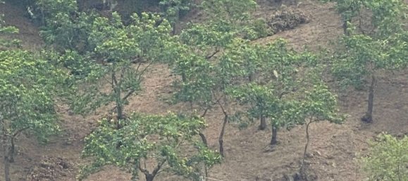  Land in Gioi, Italy No. 318444 9