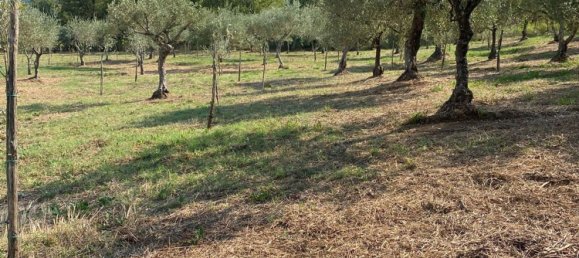  Land in Gioi, Italy No. 318444 4
