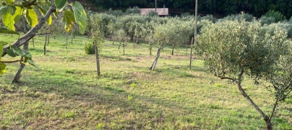  Land in Gioi, Italy No. 318444 11