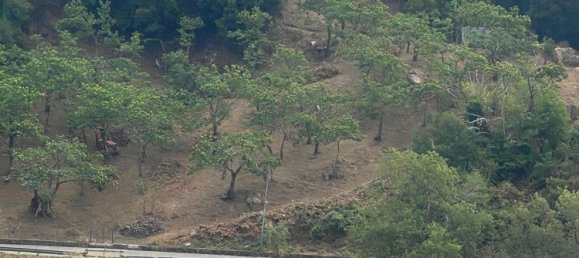  Land in Gioi, Italy No. 318444 5