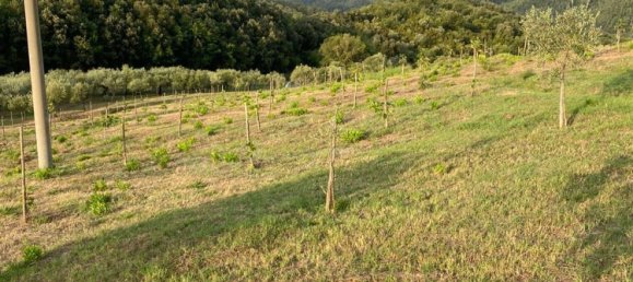  Land in Gioi, Italy No. 318444 7