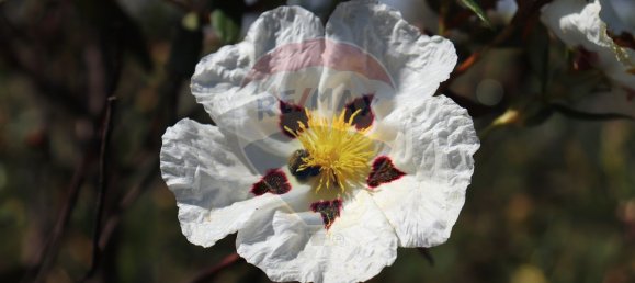 Grundstück in Grandola, Portugal 170325m², Nr. 92693 21