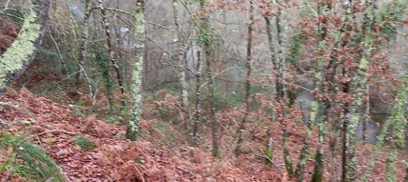 2 bedrooms House in Nespereira, Portugal No. 24748 6