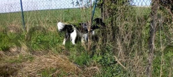 Terreno em Plancy-l'Abbaye, France N.º 56320 4