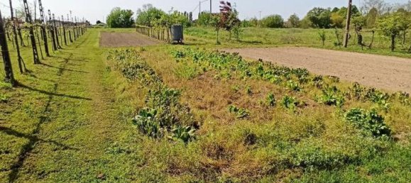 5 rooms House in Villamarzana, Italy No. 26224 4