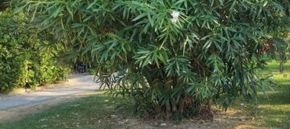 3 rooms Apartment in Pisa, Italy No. 174901 3