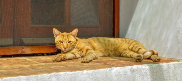 7 Schlafzimmer Haus in Sao Bras de Alportel, Portugal, Nr. 334466 6