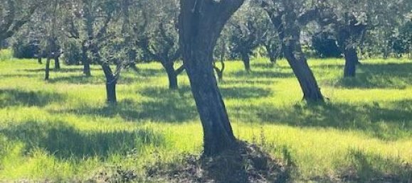 3 rooms Villa in Cartoceto, Italy No. 133564 17