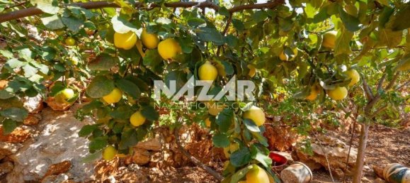 Apartment 1+1 in Alanya, Turkey No. 20503 24