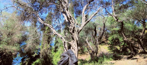 10000m² Hotel in Corfu, Greece No. 5599 14