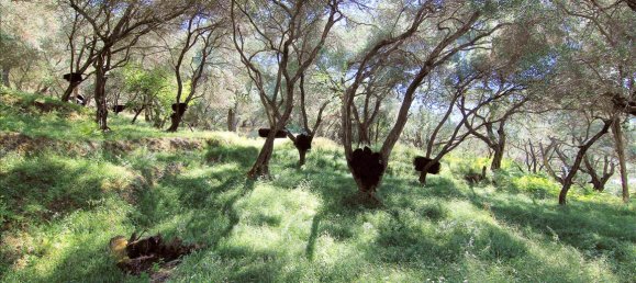 10000m² Hotel in Corfu, Greece No. 5599 7