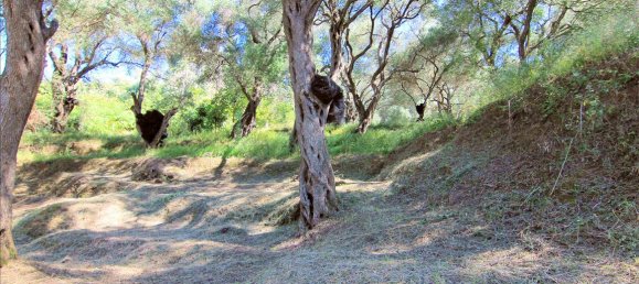 10000m² Hotel in Corfu, Greece No. 5599 10