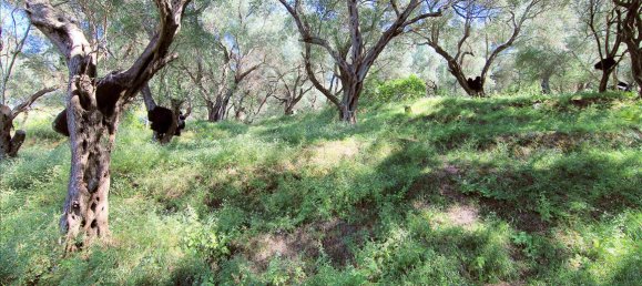 10000m² Hotel in Corfu, Greece No. 5599 5