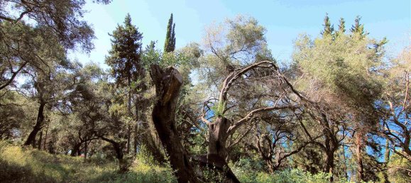 10000m² Hotel in Corfu, Greece No. 5599 12