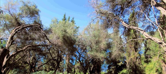 10000m² Hotel in Corfu, Greece No. 5599 13